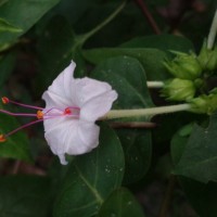 Mirabilis jalapa L.